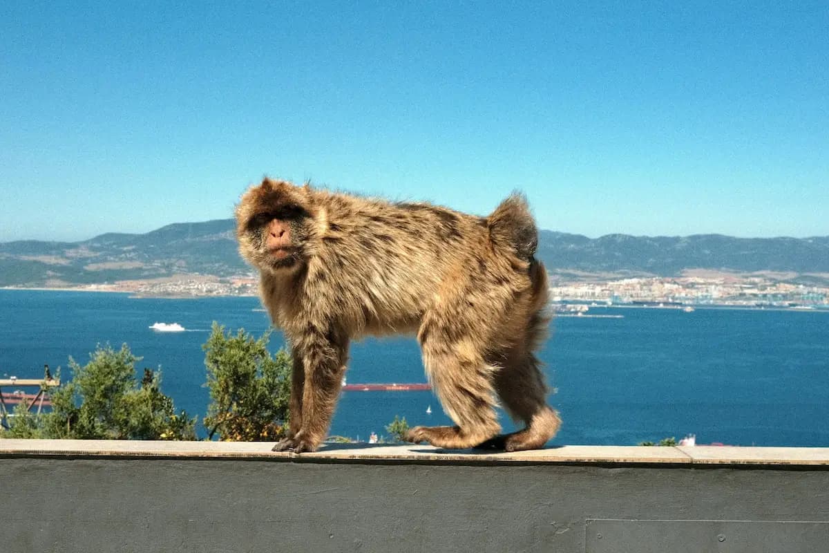 A Barbary macaque standing on a concrete wall at the top of the Rock of Gibraltar, with the blue Strait of Gibraltar, a cruise ship, and the coast of Spain in the background under a clear blue sky